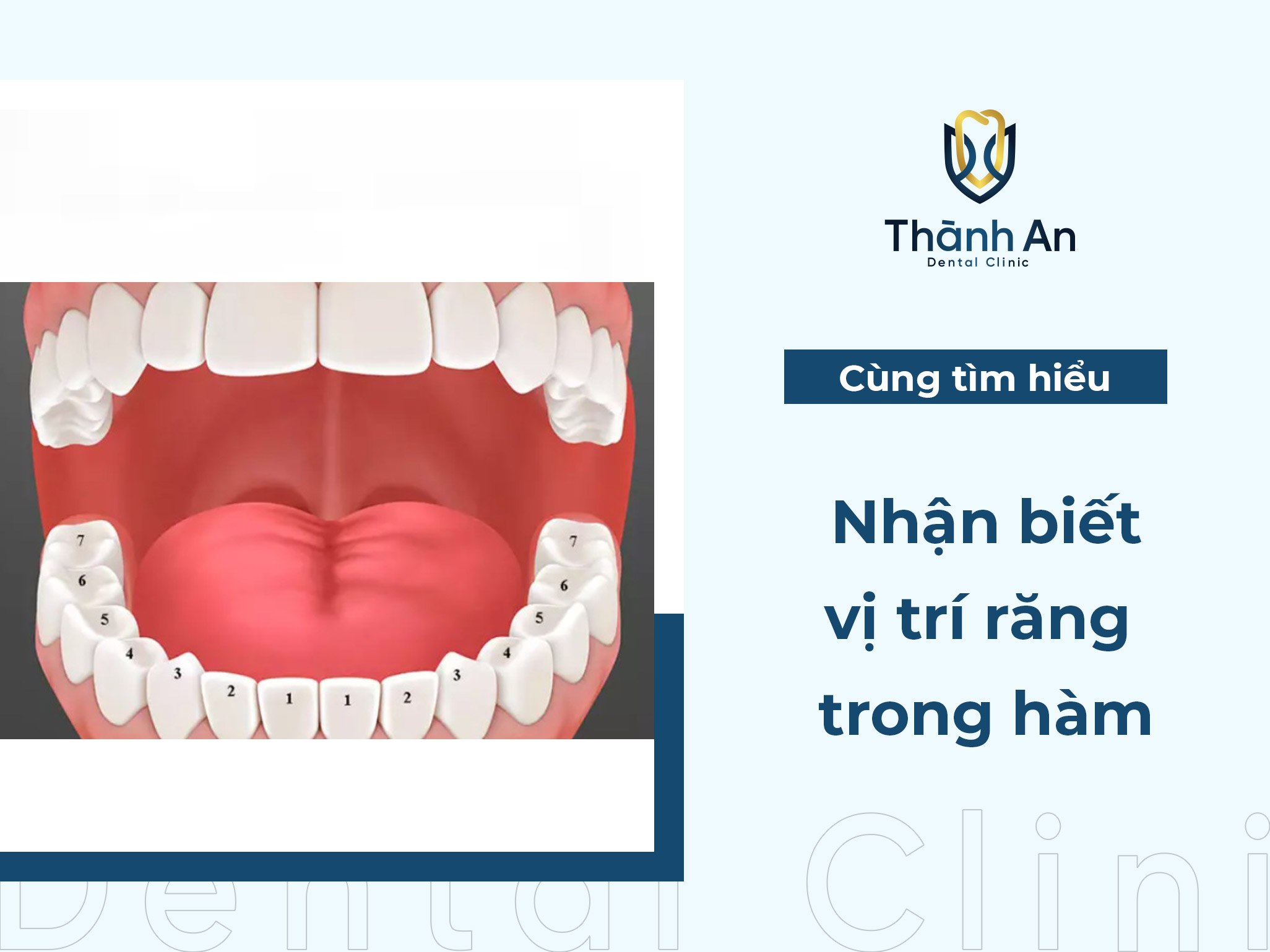 Hướng dẫn nhận biết vị trí răng trong hàm và tên gọi
