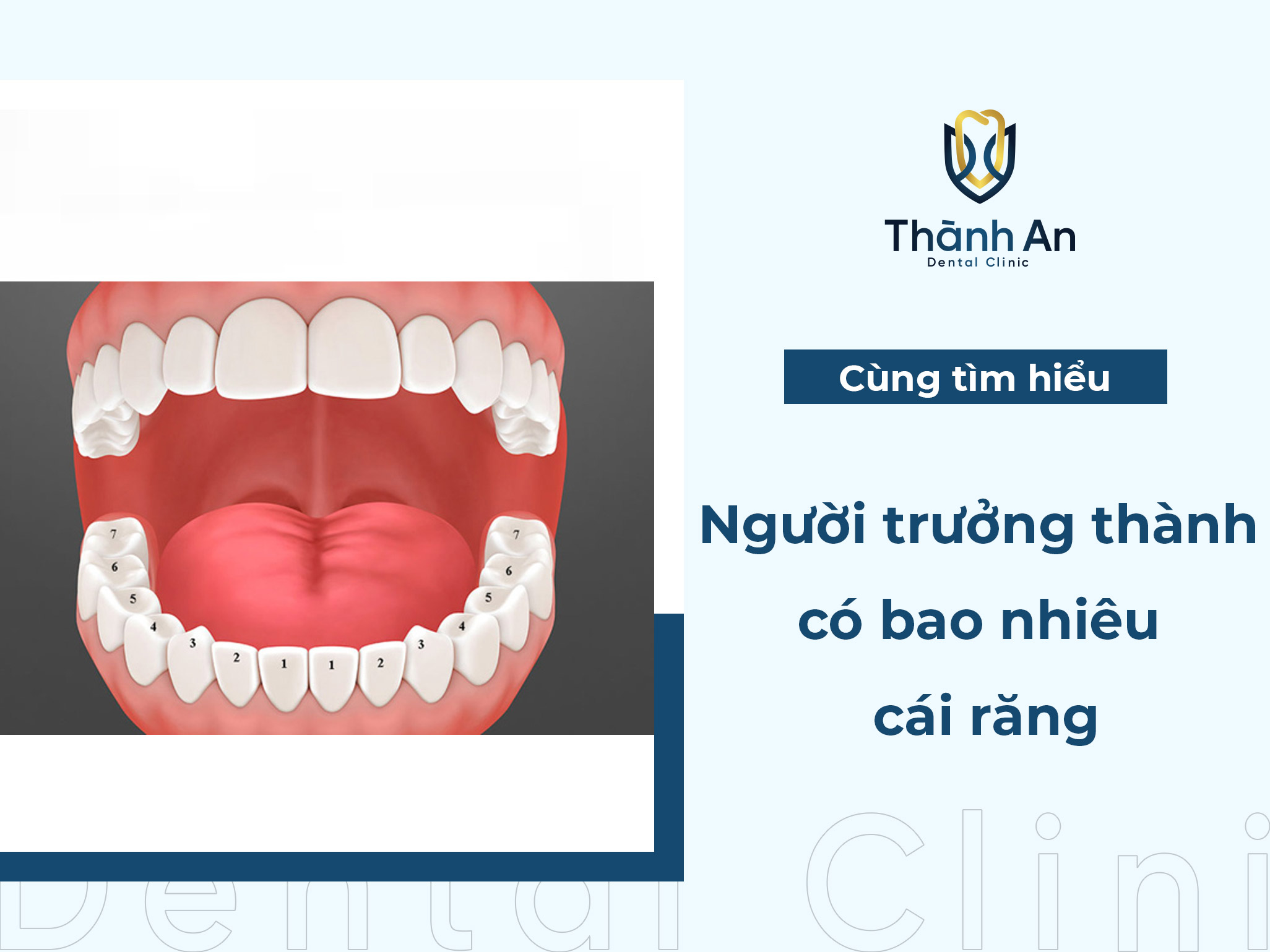 [Hỏi - Đáp] Người trưởng thành có bao nhiêu cái răng? 